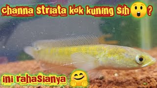 merubah warna channa striata seperti channa yellow sentarum