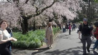 東京桜開花宣言日　新宿御苑　2024/03/29  a22