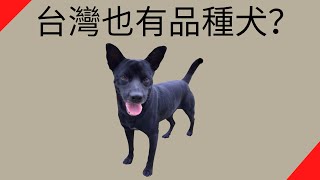 台灣犬/台灣土狗【品種動物系列】