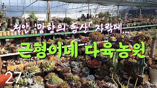 천안 '망향의 동산' 자락에 자리잡은 근형이네 다육농원, Succulent Farm Introduction