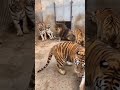 pertarungan singa jantan dengan gerombolan harimau shorts animals