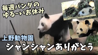 【上野動物園】シャンシャンありがとう。毎週パンダのゆる~いお休み 「上野パンダファミリーに逢いたい。」シャオシャオ、レイレイ、ディズニーランド【毎週パンダ2022/11/18】