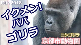 イクメン! パパゴリラ 京都市動物園(ニシゴリラ)Western Lowland Gorilla