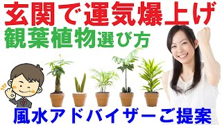 運気が上がる玄関の観葉植物の選び方とお勧めベスト3