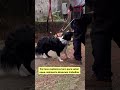 esse cão é realmente agressivo ou o problema é outro