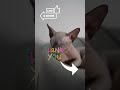 sphynx kitten s hypnotic slow mo grooming ritual