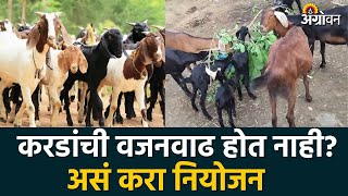 Goat Farming : करडांची वजनवाढ झपाट्याने होण्यासाठी...| Agrowon