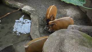 那須どうぶつ王国　　Nasu Animal Kingdom　　　red river hog 　アカカワイノシシの動画に入ってた物凄い叫び声