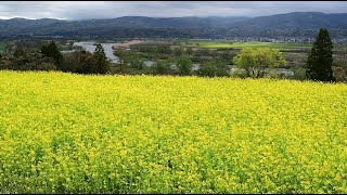 飯山市の菜の花公園・4K