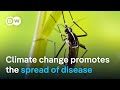 How climate change and the increase of climate disasters fuel the spread of diseases | DW News