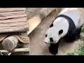 A trip to Zoo Negara to see Panda 🐼 | 💕Xing Xing, Liang Liang, Yi Yi, Sheng Yi 💕| Vlog |