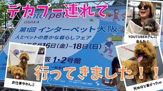 インターペット大阪2023にデカプーと行ってきた！！【多頭飼い】【トイプードル】