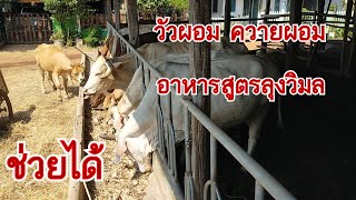 สูตอาหารวัว ลุงวิมล อาหารเสริม วัว ควาย วัวควายผอมช่วยได้ แม่สาธิต