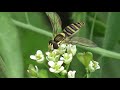 30秒の心象風景18814・ナズナの花に～ヒメヒラタアブ～