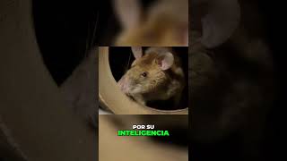 mundo animal ratas gigantes #animals #amoranimal #animales #curiosidades #new