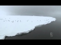 Heavy ice disrupts penguin breeding season