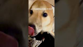 知らぬ間にパパが居たら… #shiba #shibadog #しばいぬ #柴犬との暮らし #柴犬のいる暮らし #柴犬 #しば #犬のいる生活 #犬 #犬のいる暮らし