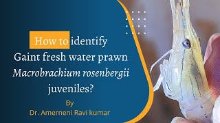 How to identify fresh water prawn Macrobrachium rosenbergii juveniles ?