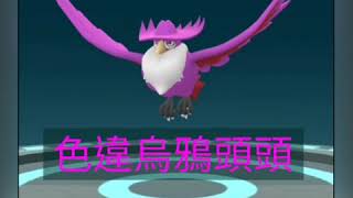 [Pokemon  GO]精靈寶可夢色違烏鴉頭頭