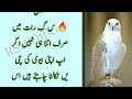 suhag raat manane ka islamic tarika how to celebrate first wedding night humbistari ka tarika 1