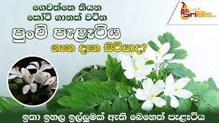 සල්ලි මවන ව්‍යාපාරයක්  බ්න් කොහොඹ  | How to Get Started Growing and Selling Medicinal Herbs plant