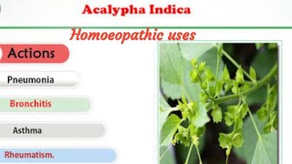 Acalypha  Indica#Indian homoeopathic drug