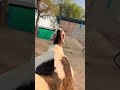 hidayat motorwala ka mota bakra at mathur goat farm pipar rajasthan