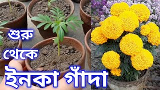 ইনকা গাঁদা ফুল গাছের যত্ন ও সম্পূর্ণ পরিচর্যা পর্ব ০১/২০২২-২০২৩ My Garden Raju Paul