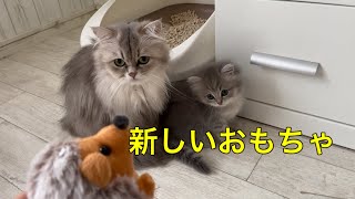 子猫に小さなぬいぐるみをあげてみた【ミヌエット】