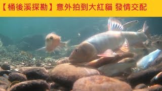 【桶後溪探勘】意外拍到#大紅貓 發情交配  #桶後溪  #苦花