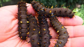 Giant Birdwing Butterfly Caterpillars: Ornithoptera priamus [Cairns Birdwing]