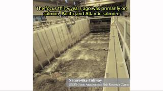 Fish Passage Engineering