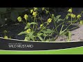 Weed of the Week #1161 Wild Mustard (Air Date 7-5-20)