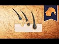 Does hair grow back THICKER if you shave or pluck? Does hair grow back THICKER if you shave or pluck?