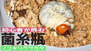 初めて菌糸瓶にノコギリクワガタを入れてみた