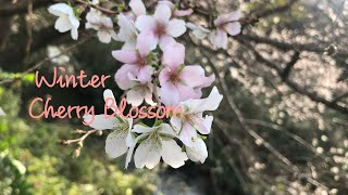 Good morning! Music with Winter Cherry Blossom.