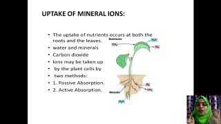 SSVB Inter 2nd year Botany(Plants Physiology-uptake of minerals \u0026 phloem transport) By Farheen Unisa