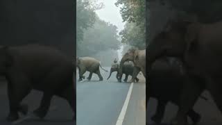 elephant crossing #wildlife #wildelephant #animals #elephant #wildlifephotography