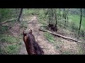 galloping an arabian horse on a beautiful spring day. pt 3