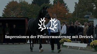 Impressionen der Pflastermusterung mit Dreieck - Trakehner Hengstmarkt 2015