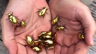 These are Rare Golden Scarab Beetles