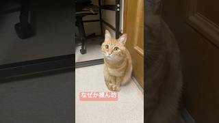 #cat #にゃんすたグラム #猫のいる暮らし #にゃんグラム #保護猫 #にゃんむるにゃんむ #catlover #にゃんすたぐらむ #猫のいる生活 #猫好きさんと繋がりたい