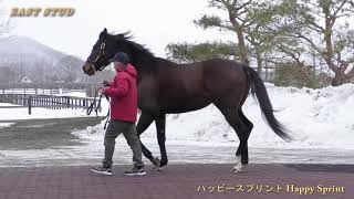 ハッピースプリント(Happy Sprint) - イーストスタッド種牡馬展示会2021