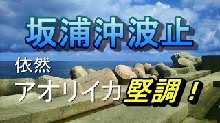 【山陰島根の沖波止釣り】 神在月釣行記2018 ♯１ イカ釣り初心者のおっさんが～イカ略【坂浦】