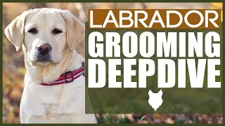 How Often Should You Groom A Labrador