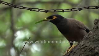 Common Myna makes nest inside tree hollow, lines it with fresh leaves