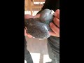 超级鸽王 黑皮 子代成绩 夺冠屡屡出现 赛鸽 pigeon