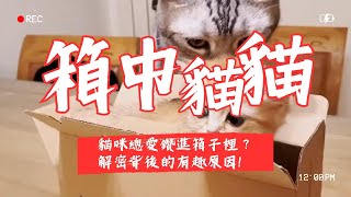 【養貓知識】貓咪總愛鑽進箱子裡？解密背後的有趣原因！ #貓咪鑽箱子 #養貓知識   #養貓新手   #貓咪  #subscribe subscribe