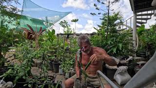 Getting a green dragon fruit variety onto the Frankenstein grafted Pitaya