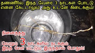 இந்த வேர் இருந்தால் 3 நாட்களில் நினைத்தது நிறைவேறும்!|Vetiver benefits tamil